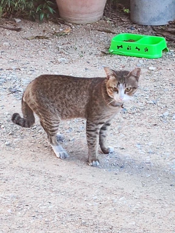 ตามหาเจ้าของแมว น้องน่าจะเป็นตัวผู้ ลายสลิด หางม้วนเล็กน้อย เท้าหลังใส่ถุงเท้า