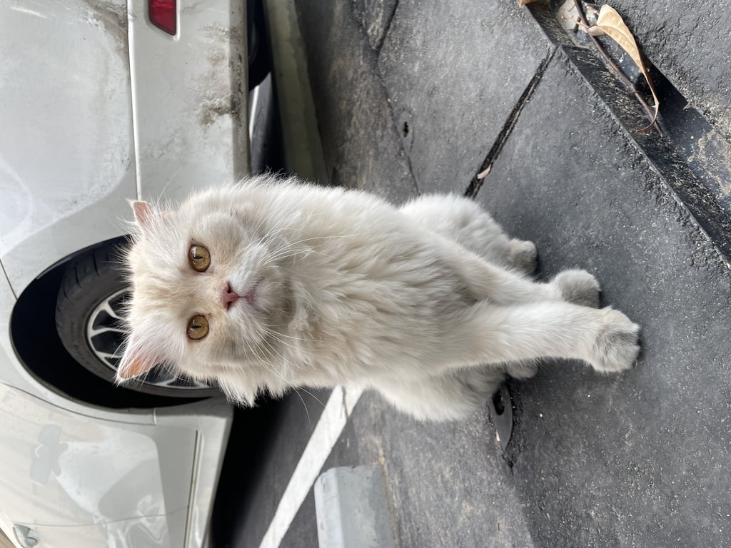 ตามหาเจ้าของแมว หูข้างซ้ายมีรอยพับ