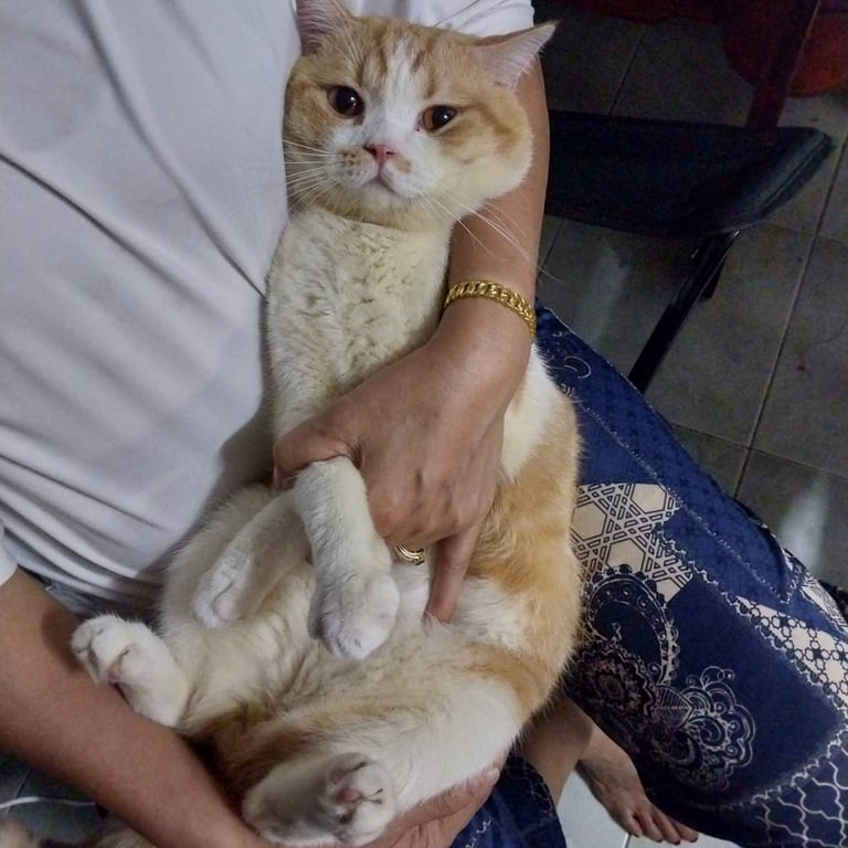 นัว