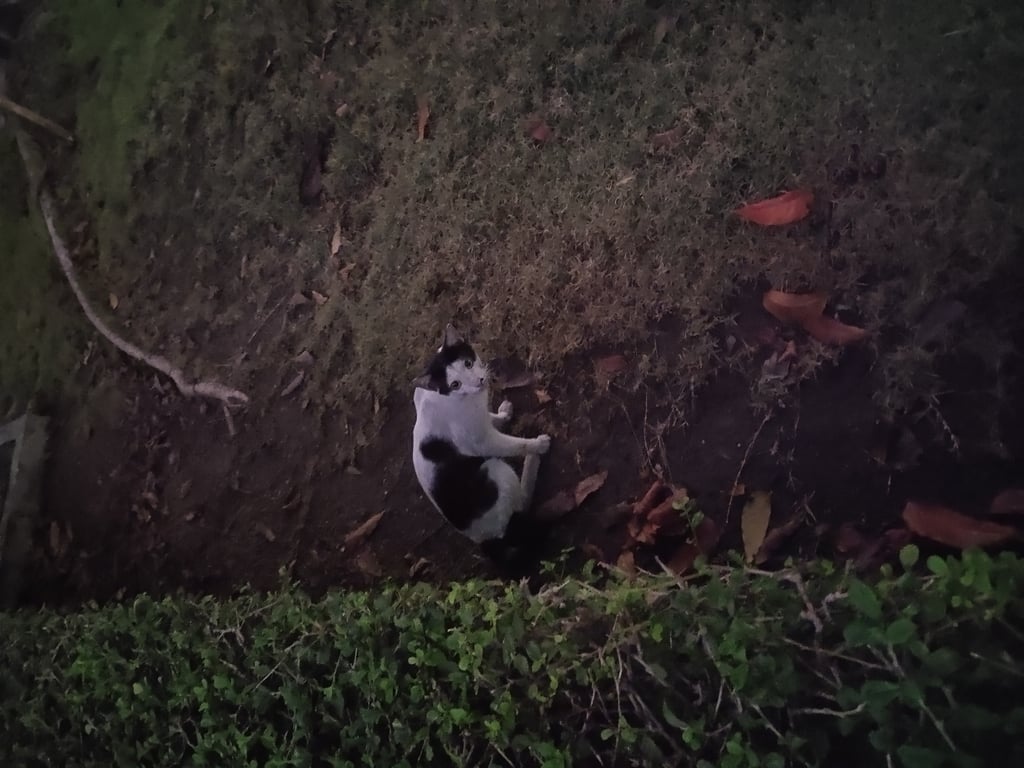 ตามหาเจ้าของแมว มีไฝที่จมูก มีผมหน้าม้า ตัวขาวดำ