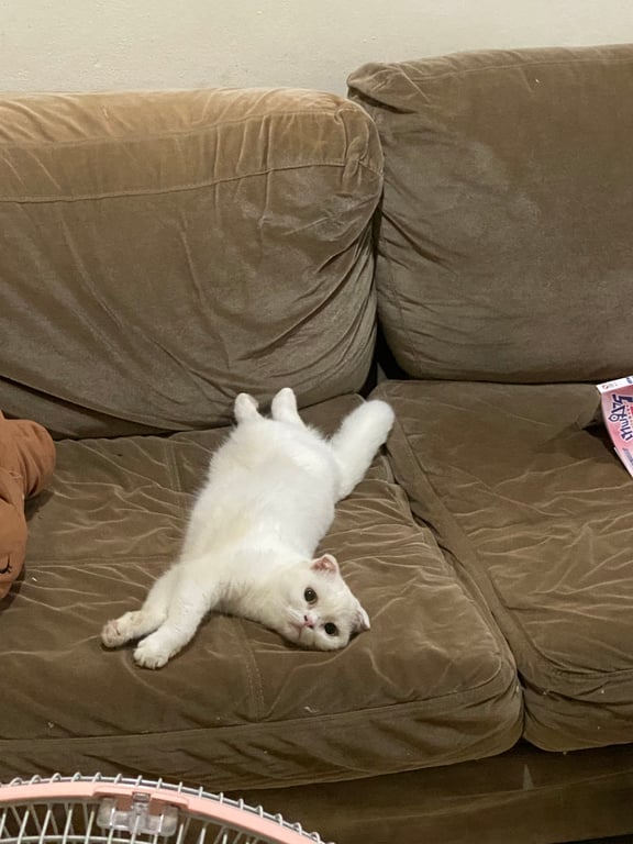 ยูกิ