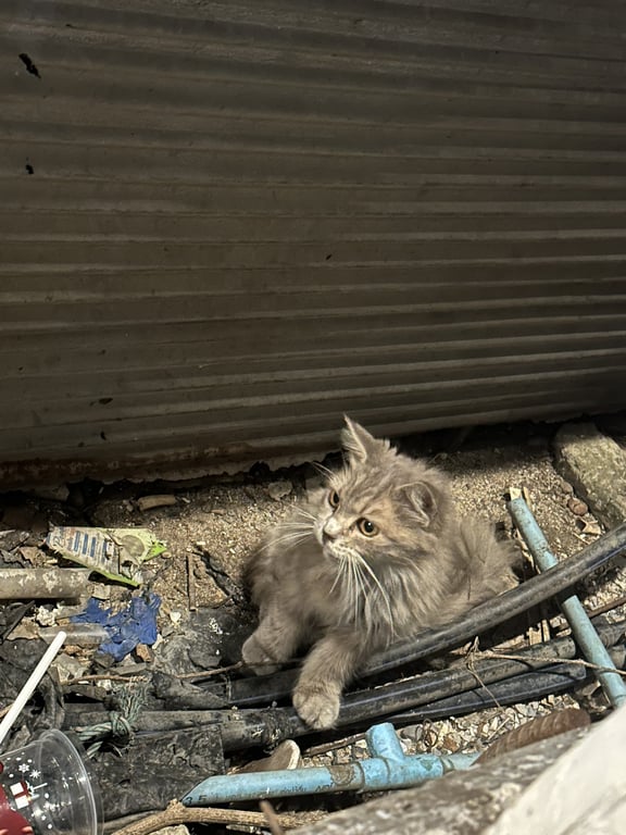 ตามหาเจ้าของแมว น้องแมวเพศเมีย ไม่มีปลอกคอ แต่น่าจะเคยใส่เหมือนมีรอย หางยาวฟู ขนที่ตัวถูกตัดสั้น ตาสีเหลือง เท้า-ขาใหญ่