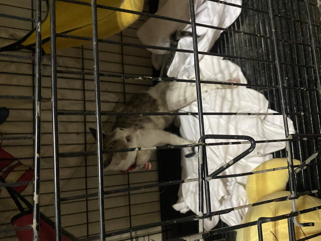 ตามหาเจ้าของแมว เจอที่แฟตรทหารเรือบางนา(ถนนสรรพาวุธ)เจอที่ตึก12  น้องตกน้ำ คาดว่าน่าจะโดนฝูงหมาจรไล่ เลยตกน้ำ น้องค่อนข้างผอม มีปลอกคอสีแดงห้อย นมห้อยไม่แน่ใจว่าเพิ่งคลอดลูกมามั้ย เป็นตัวเมียค่ะ