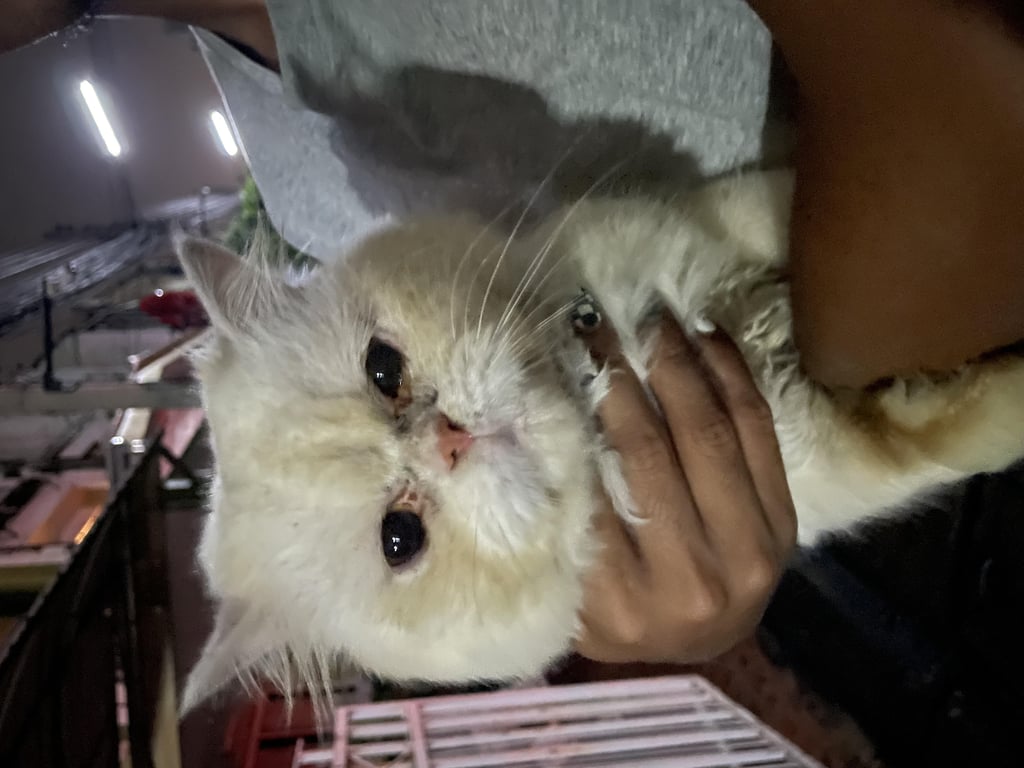 ตามหาเจ้าของแมว ปลอกคอโซ่เงิน เชื่อง ไม่กัด ให้เช็ดตัว เช็ดตาได้