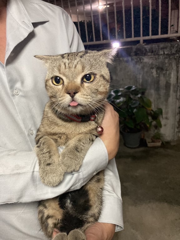 ตามหาเจ้าของแมว หูพับ รูปร่างเพรียว