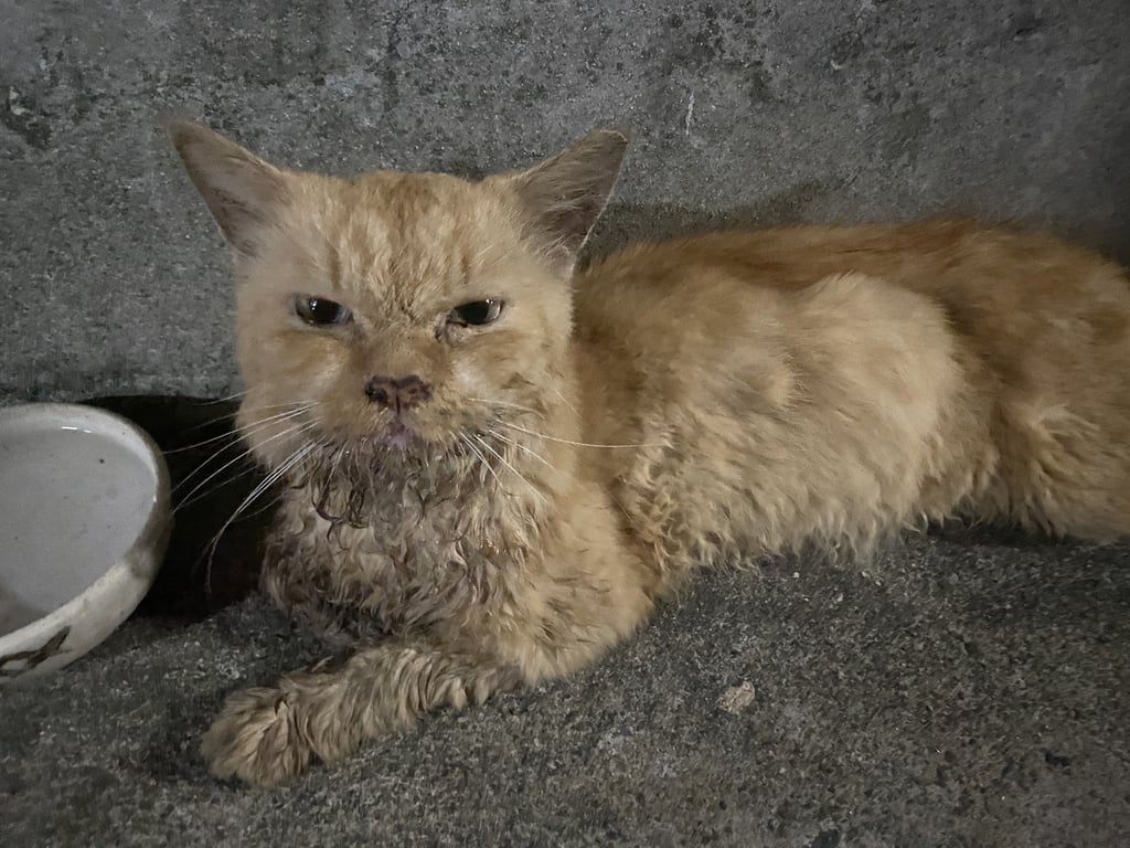 ตามหาเจ้าของแมว ใต้ตึก ซอยกำนันแม้น 13 ถ.เอกชัย