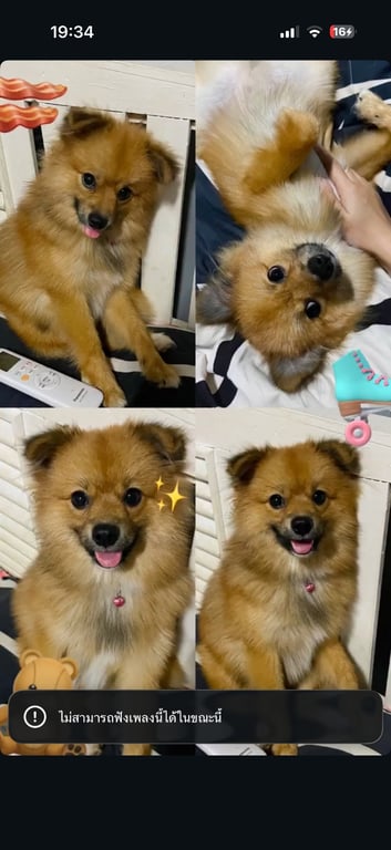 ไฮฟู่