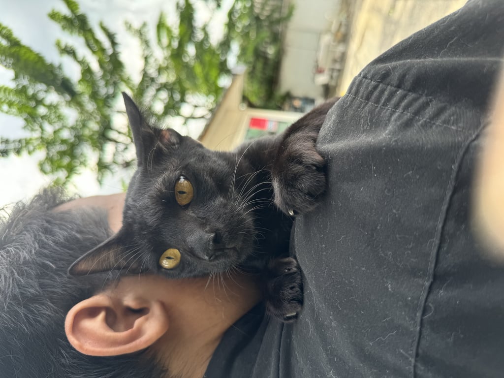 ตามหาเจ้าของแมว อายุประมาณ 7-8 เดือน หางยาวตรง ติดคน ขี้อ้อนมากก