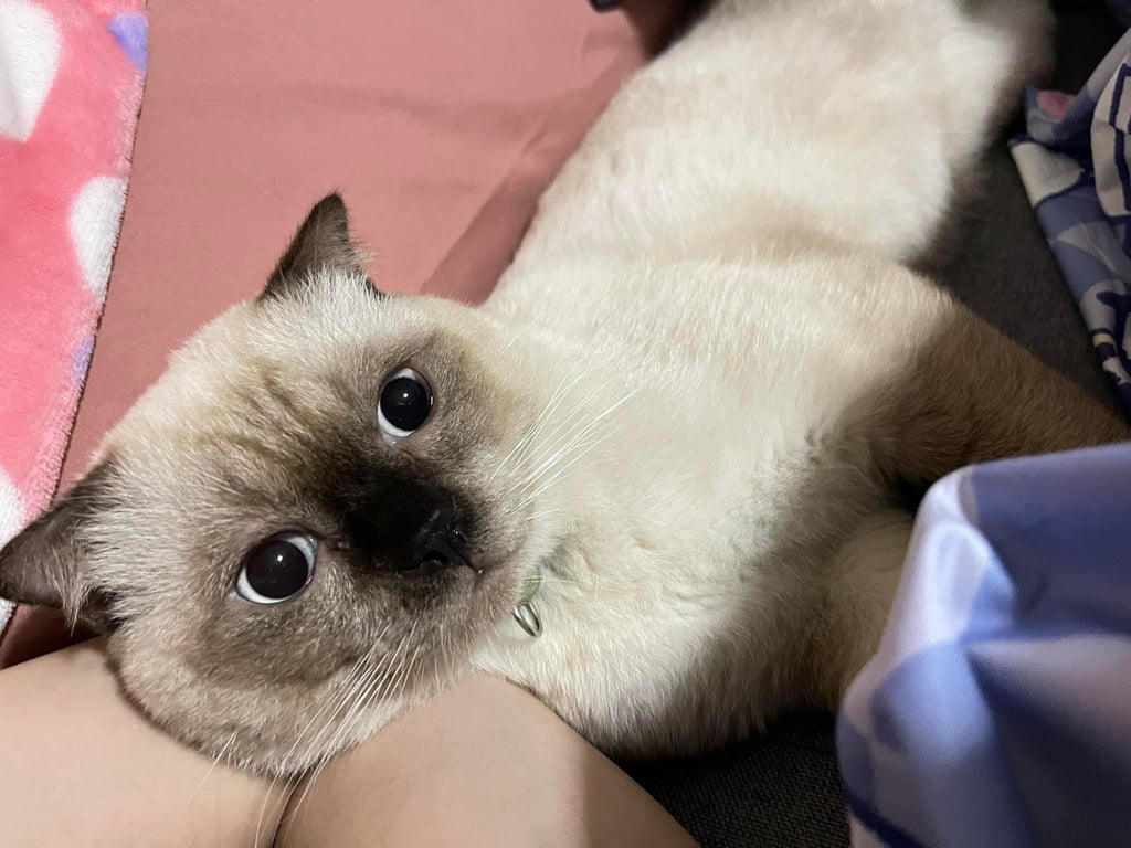 ตามหาเจ้าของแมว 