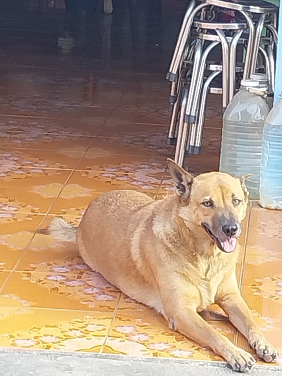 โค้ก