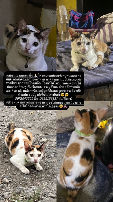 น้องแต้ม