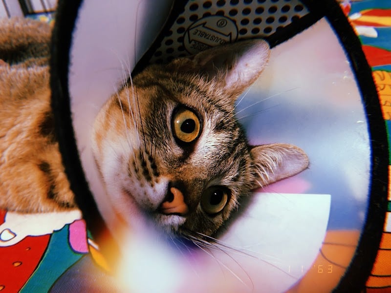 Pet Space Clinic คลินิกรักษาสัตว์เพ็ทสเปซและฝากเลี้ยง