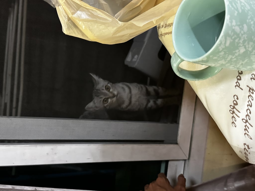 ตามหาเจ้าของแมว หางน้องเหมือนหักหริองอตรงปลายหาง  ตาสีเหลือง หูตั้ง