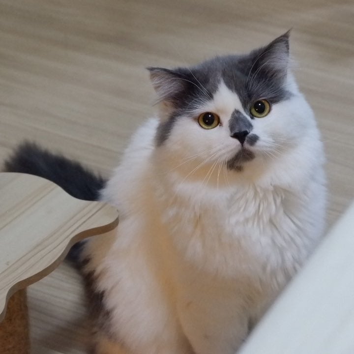 บีมมี่