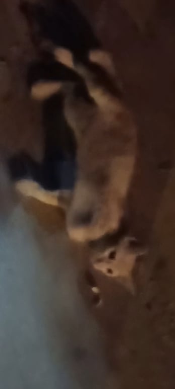 ตามหาเจ้าของแมว แมวส้มใครหายไหมคะ น้องน่าจะติดสัตว์ไม่ก็หลงมา🧡😺 เลี้ยงน้องไว้ไม่ได้ที่บ้านมีแมวแล้ววว
#พิกัดแยกโรงทรายตรงสะพานทางไปโรงเเรมเอสพีอิน