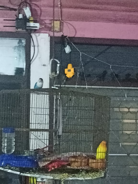 ตามหาเจ้าของนก 