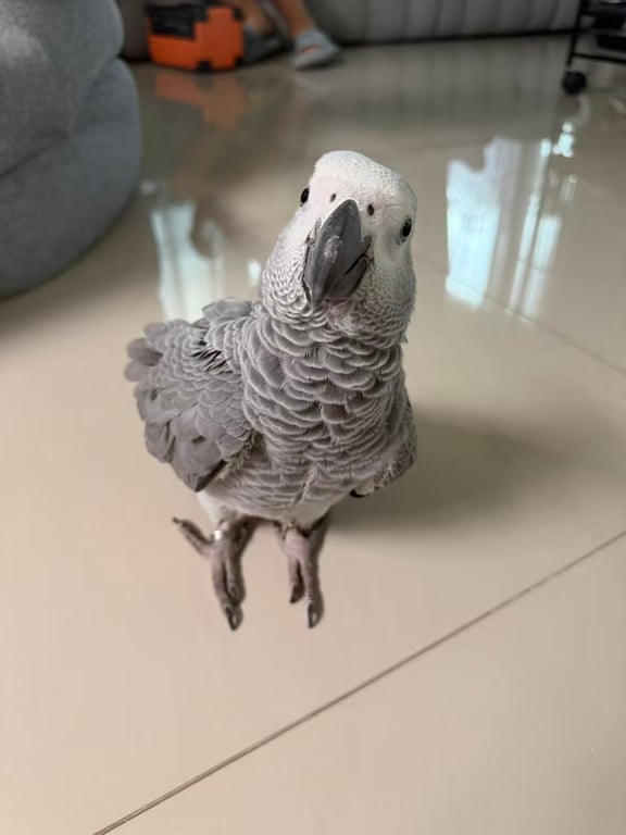 Molly