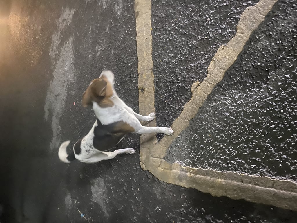 ตามหาเจ้าของหมา พิกัด หลังวัดป่าเป้า ศรีภูมิ