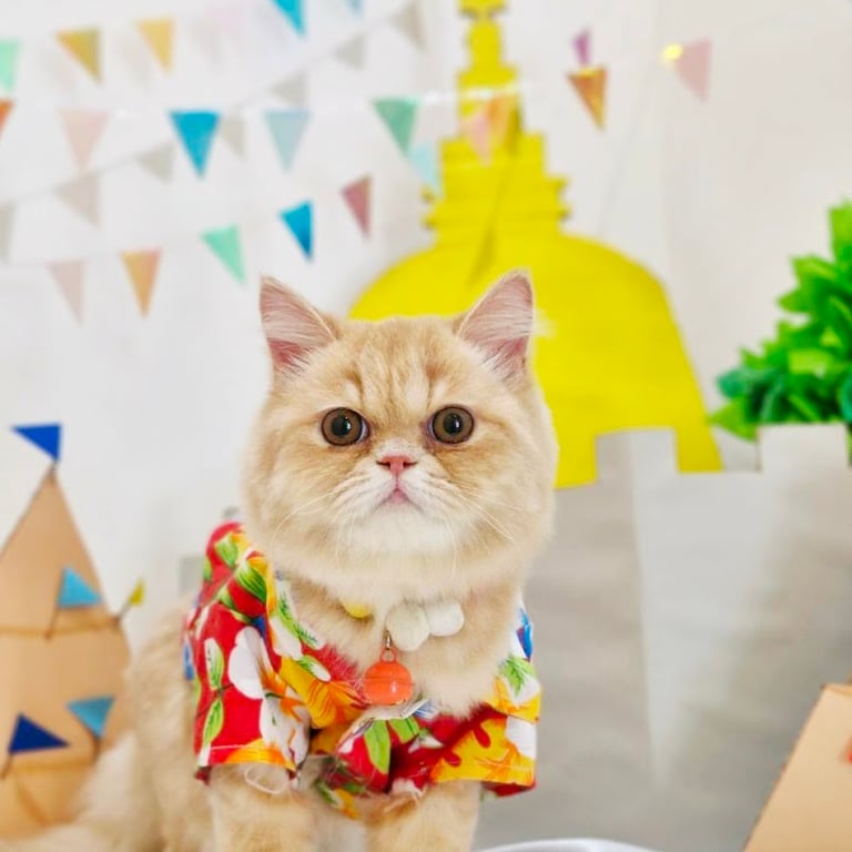 เพ็ทคำราม - Pet Khamram wellness center