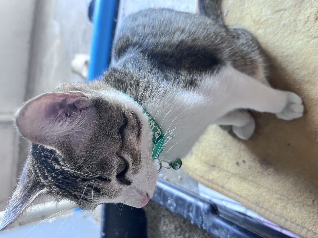 ตามหาเจ้าของแมว ที่ห้องพักไม่ให้เลี้ยงค่ะ