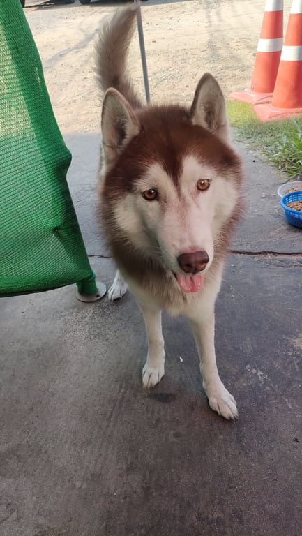 ตามหาเจ้าของหมา ข้างเซเว่นพัทยาเหนือ ซอยลูกโดด หรือซอยยูแมะ