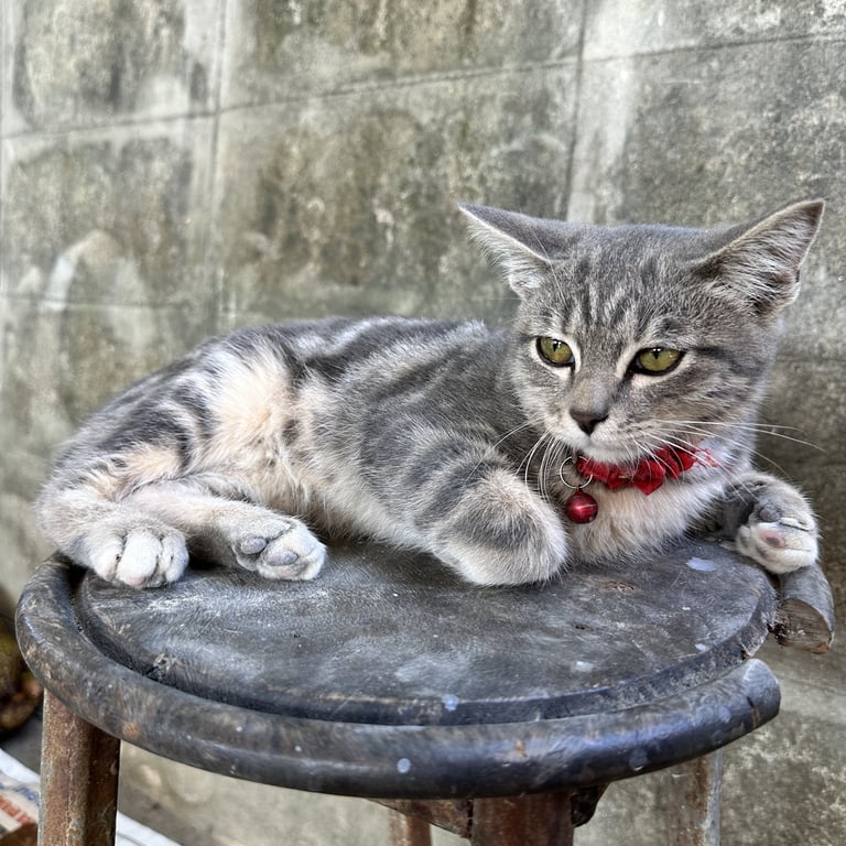 ตามหาเจ้าของแมว น้องอายุประมาณ 4-5-6เดือน