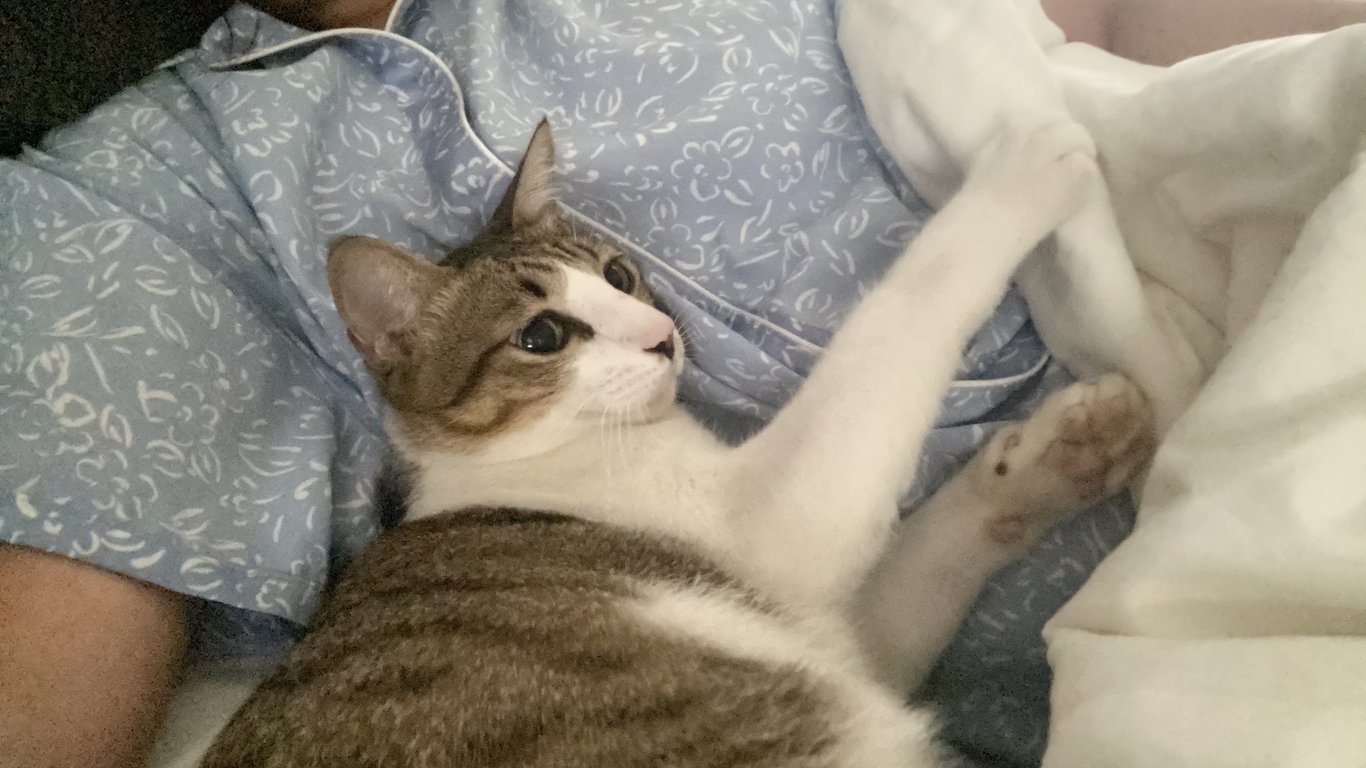 ปลาทู