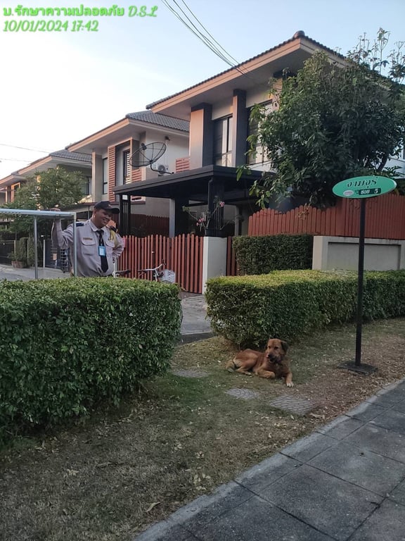 ตามหาเจ้าของหมา 