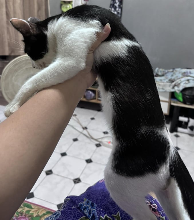 ตามหาเจ้าของแมว ขี้อ้อน ติดคน ชอบทำมือนวดๆ ชอบอยู่ใกล้ๆคนมาก เป็นแมวเด็ก อายุ5-6เดือน ผอมๆ กินเก่ง