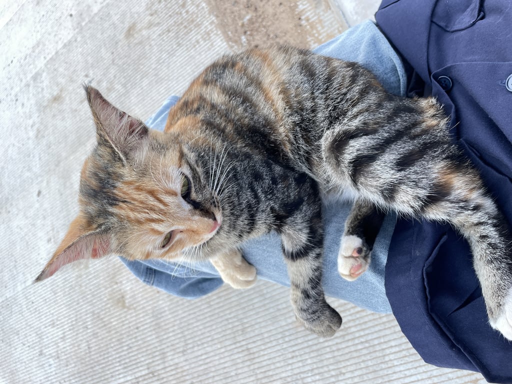 ตามหาเจ้าของแมว น้องสีส้มครึ่งตัวอีกครึ่งตัวสีดำ อุ้งมือด้านหน้ามีสองสี เห็นรอยตัดเล็บคิดว่าคงมีเจ้าของ หน้าตาสะอาด