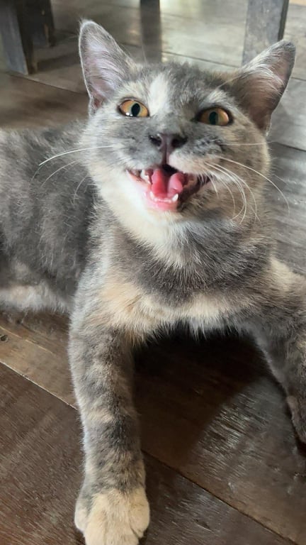 โมเน่