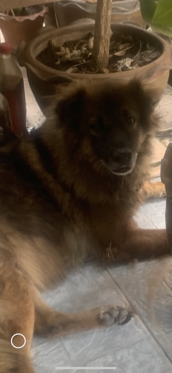 ตามหาเจ้าของหมา ขนยาว สีน้ำตาลเข้ม เรียบร้อย ไม่ค่อยเห่า ท่าทางหงอยๆ