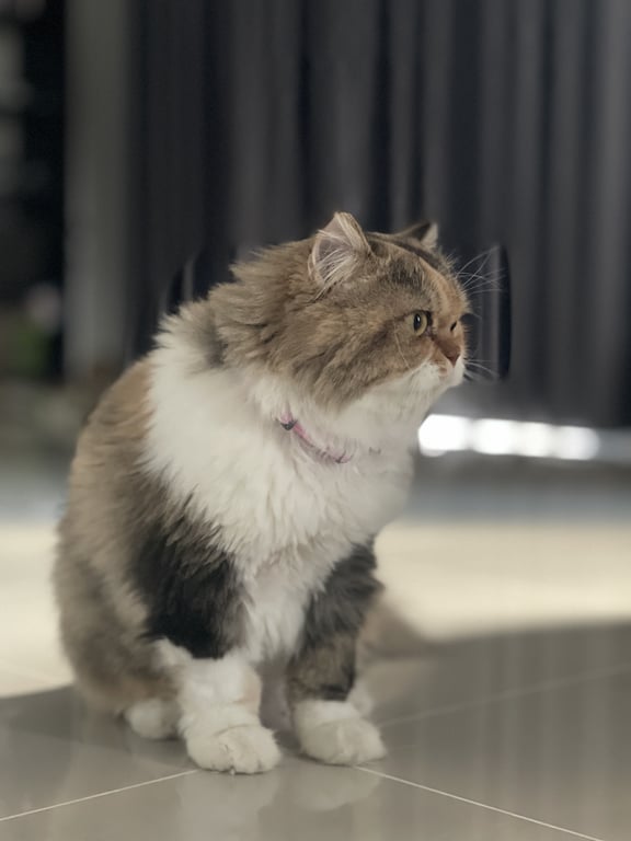 น้องมีตัง