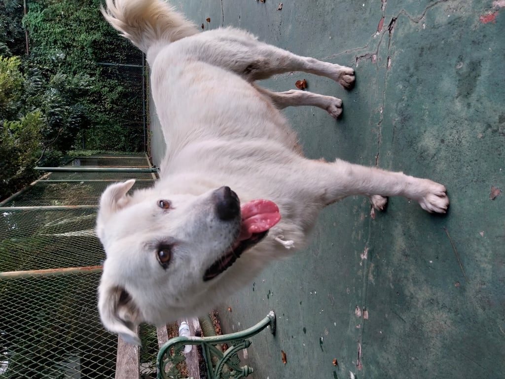 ตามหาเจ้าของหมา พบหลังวันลอยกระทง