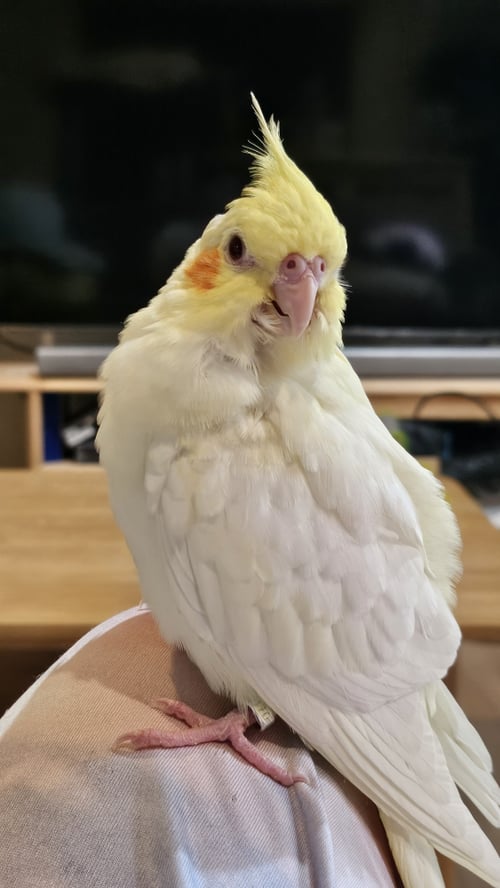 คิทซุ