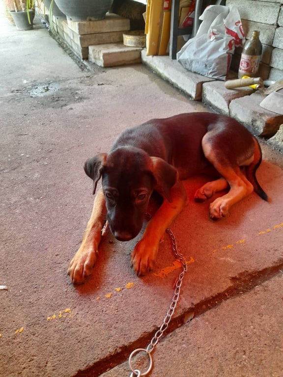 ตามหาเจ้าของหมา ลูกสุนัขเพศเมียทำหมัน ฉีดวัคซีนแล้ว เหลือ 1 ตัวยังไม่ได้บ้านพี่น้องได้บ้านหมดแล้ว น้องต้องถูกล่ามไว้ตลอดเวลาด้วยความซนของวัยเด็กไปขุดแทะของคนที่ไม่ชอบสุนัขก็มี