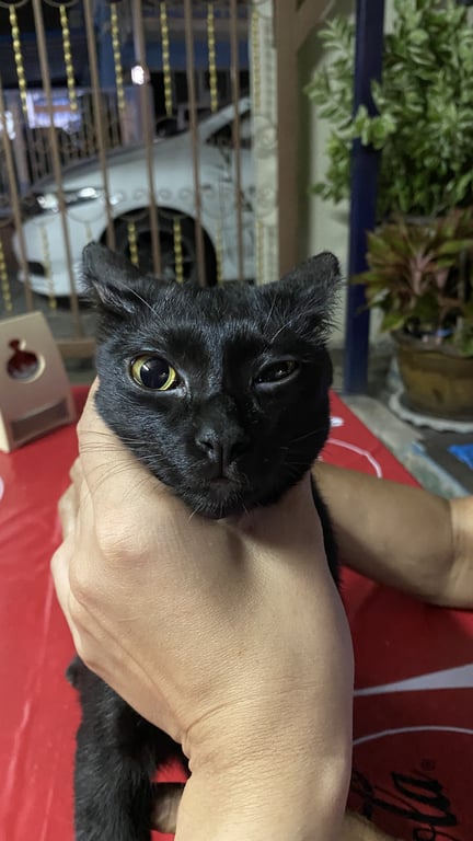 ตามหาเจ้าของแมว ขนสีขาวสองเส้นบนคอ