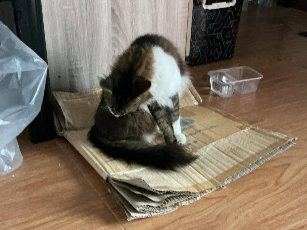 ตามหาเจ้าของแมว 