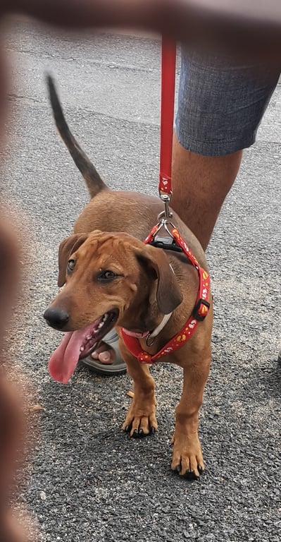 ตามหาเจ้าของหมา 