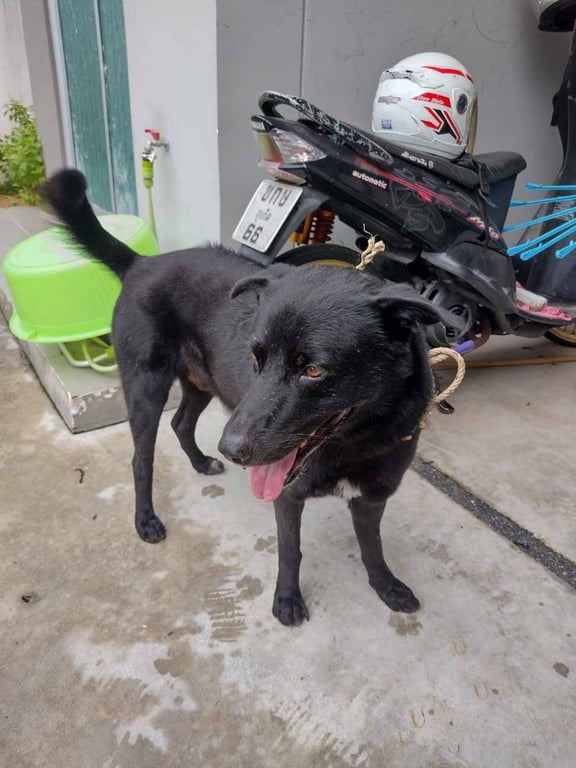 ตามหาเจ้าของหมา **ประกาศตามหาเจ้าของสุนัข**
น้องเป็นสุนัขพันธ์ุผสมหลังอาน ตัวสีดำหน้าอกแต้มจุดสีขาว เพศผู้ ยังไม่ได้ทำหมัน มีเชือกคล้องคอ น้องวิ่งอยู่กลางถนนเส้นสนามบินภูเก็ตสายใหม่ บริเวณฝั่งตรงข้ามกับวิทยาลัยเทคนิคถลาง กลัวน้องจะได้รับอันตราย จึงได้รับมาดูแลที่บ้านก่อนชั่วคราวค่ะ
ท่านใดเป็นเจ้าของหรือรู้จักน้องหมาตัวนี้ รบกวนติดต่อกลับมาที่เบอร์ 0826656632 หรือ 0646616366

ขอบคุณมากค่ะ