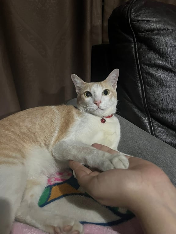 มีบุญ