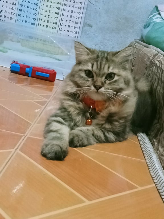 หมีเนย
