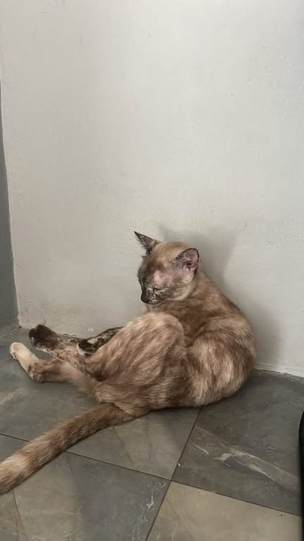มีมี่