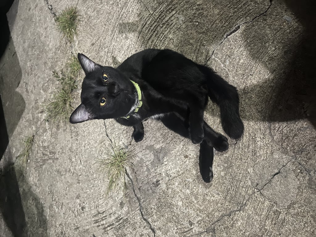 ตามหาเจ้าของแมว มีแผลเล็กที่ขาซ้าย หางงอ หูซ้ายมีรอยแหว่งนิดหน่อย ยังไม่ทำหมัน เชื่องมาก ด้านในหูสะอาด เล็บตัดสั้นเรียบร้อย (เหมือนมีการดูแลอย่างดี) น้องตัวใหญ่(ดูจากโครงสร้าง) แต่ตอนนี้ซูบผอม