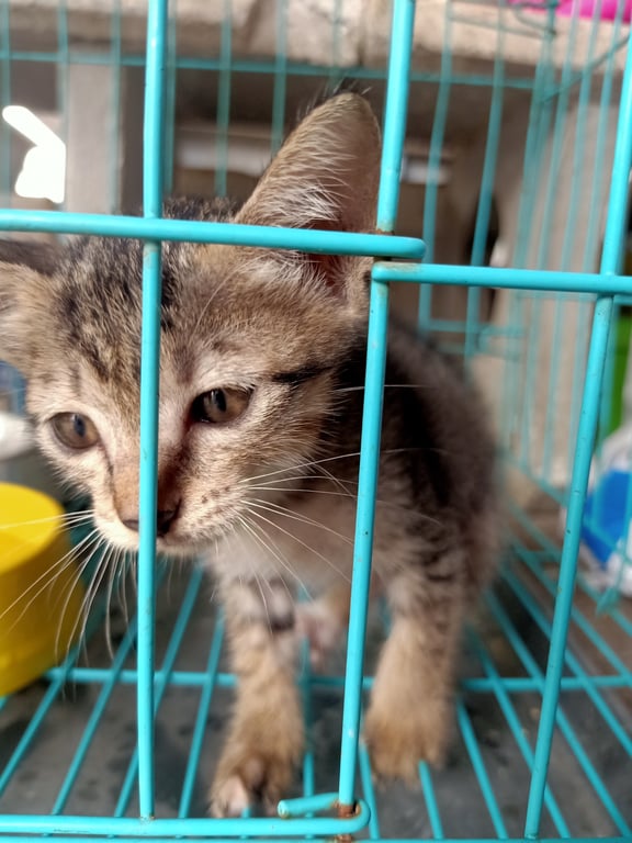 ตามหาเจ้าของแมว อายุน่าจะเดือนกว่าๆ เข้าห้อมน้ำเป็น กินอาหารเปียกได้ มีฟันแล้ว