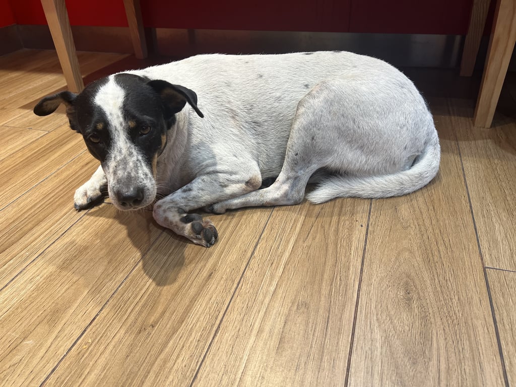 ตามหาเจ้าของหมา น้องวิ่งมาหลบเสียงฟ้าร้อง ในร้านสุกี้ลัคกี้ สาขาเดอะฟอเรส พหลโยธิน ใกล้ม.กรุงเทพ จ.ปทุมธานีค่ะ