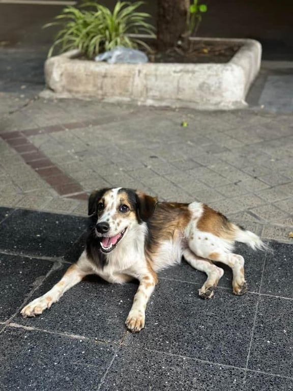 ตามหาเจ้าของหมา น่าจะหมาพันธุ์ผสม ตัวเล็ก ขนยาวปานกลาง