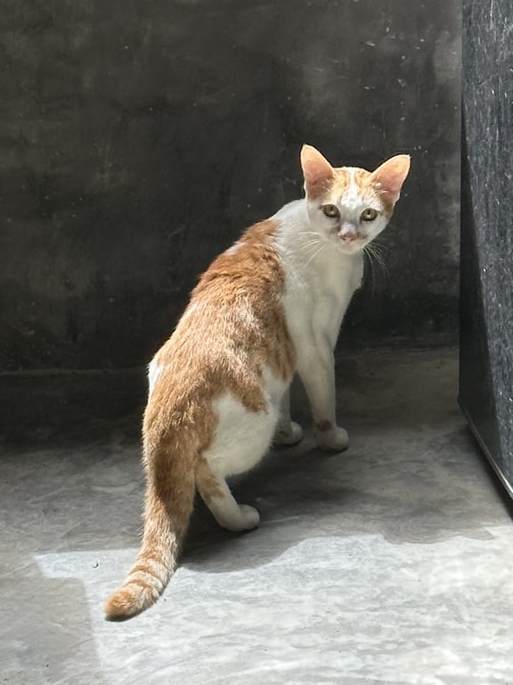 ตามหาเจ้าของแมว เห็นคืนวันจันทร์ที่ 24 รอบคอเหมือนมีร่อยรองเคยใส่ปลอกคอ ให้พักอยู่ที่บ้านเรามาอาทิตย์นึงตอนนี้หาบ้านใหม่ให้น้องได้แล้วค่ะ แต่ถ้าเจ้าของตัวจริงมาเจอบ้านใหม่ยินดีคืนให้ค่ะ ❤️