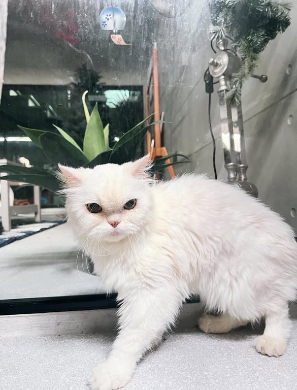 ตามหาเจ้าของแมว อายุประมาณ 4ปี เจอที่ซอยเอกมัย30