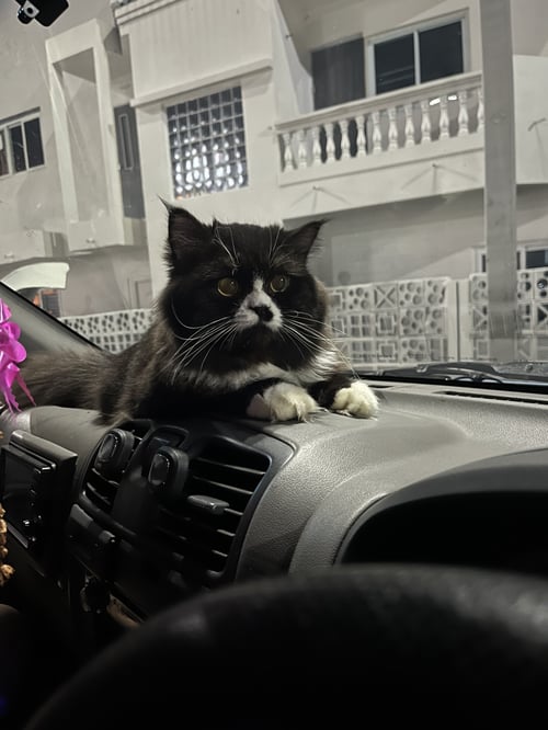 เดซี่